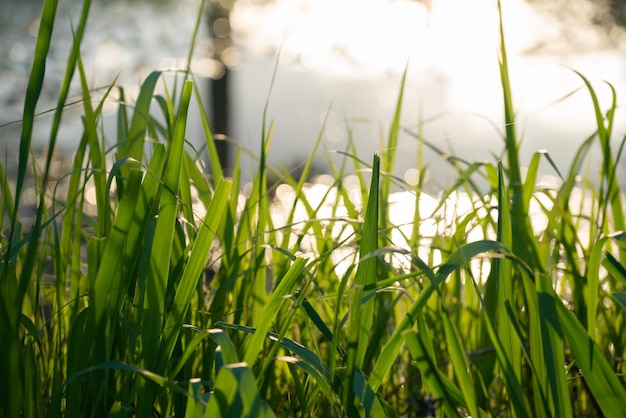 Foto grüner naturbaumhintergrund