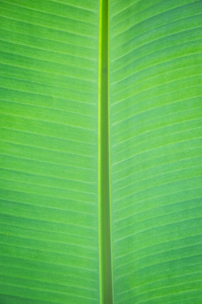 grüner Naturhintergrund des grünen Bananenblattes