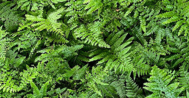 Grüner Naturhintergrund dunkelgrünes Laub frische Pflanze natürliche grüne Blätter Banner