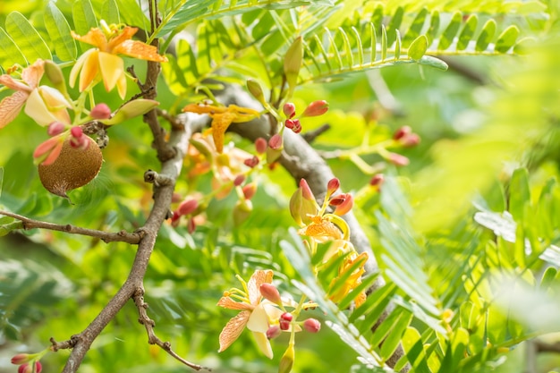 Grüner Naturhintergrund von Tamarinde blüht auf dem Baum.