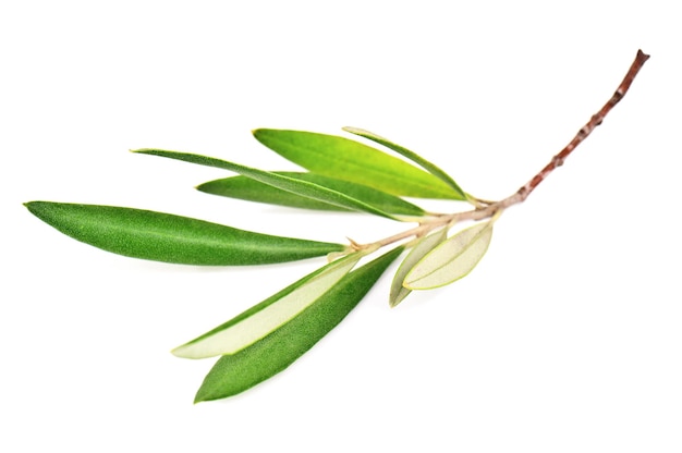 Grüner Olivenzweigzweig mit Blättern auf weißem Hintergrund