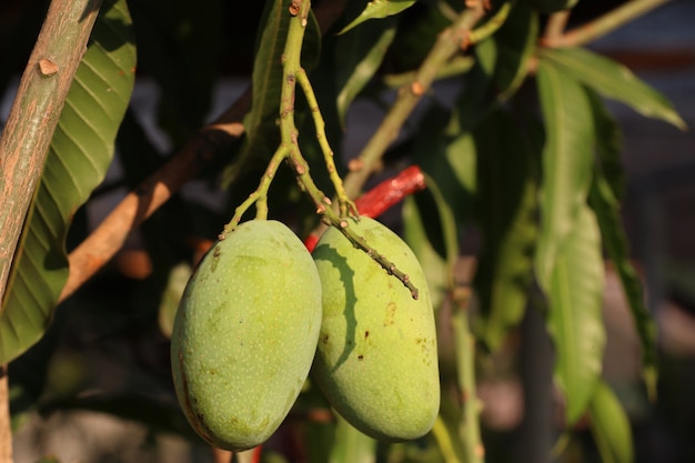 Grüner organischer Mangobaum