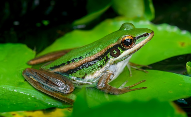 Foto grüner paddyfrosch in der natur auf grünem blatt
