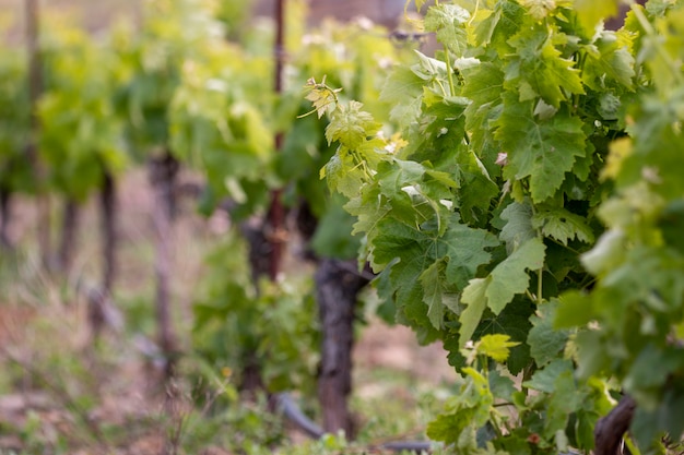 Grüner Pampelmusenweinberg