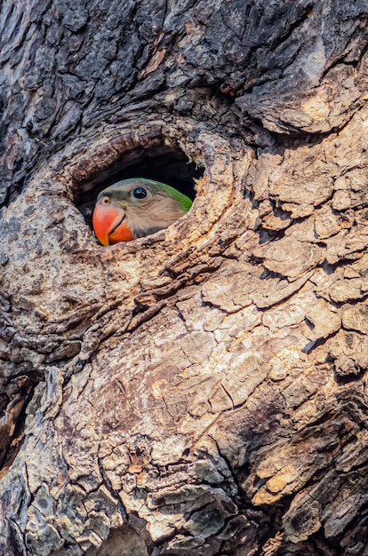 Grüner Papagei auf dem Baum, Das Nest des Papageien