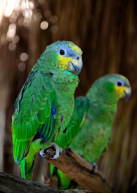 Grüner Papagei oder als Picoy auf einem Ast sitzend