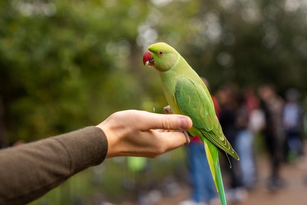 Grüner Papagei sitzt auf einer Hand und isst Nüsse in einem Park in London, Großbritannien.