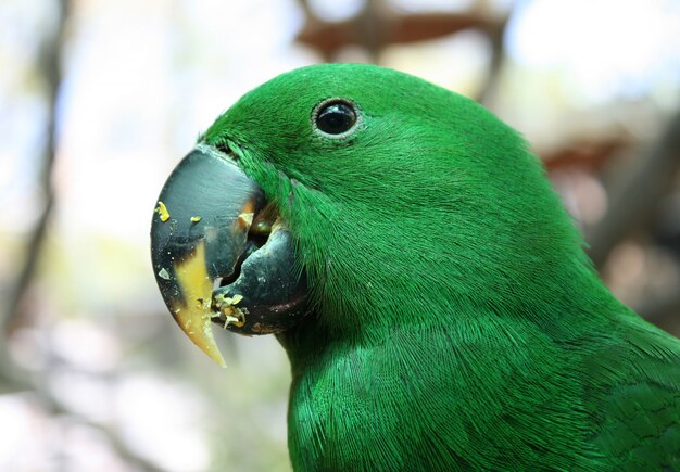 Grüner Papageienvogel