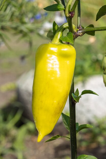 Grüner Paprika, der auf Busch im Garten wächst. Bulgarische oder Paprika-Pflanze.