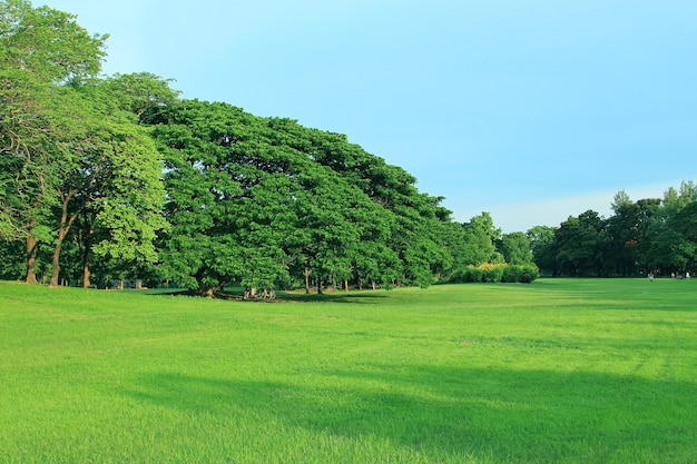 Grüner park im freien