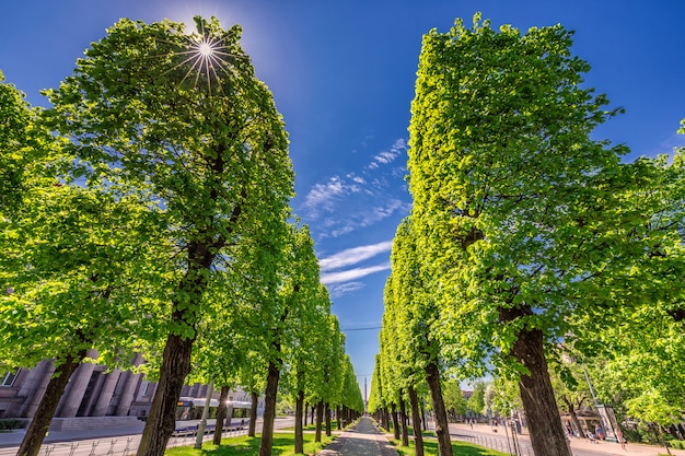 Grüner Park in Riga unter klarem blauem Himmel