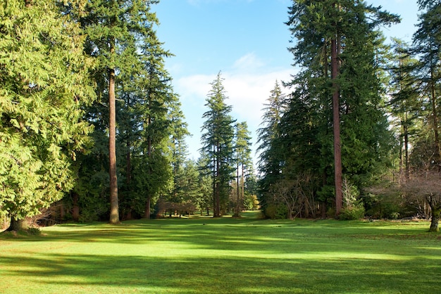 Grüner Park mit Bäumen im Park unter sonnigem Licht