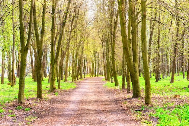 Grüner Park mit grünen Bäumen