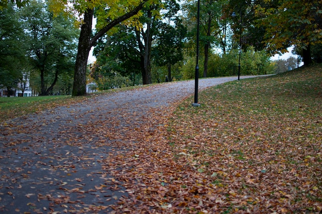 Grüner Park mit Herbstbäumen und Abendlandschaft der trockenen Blätter