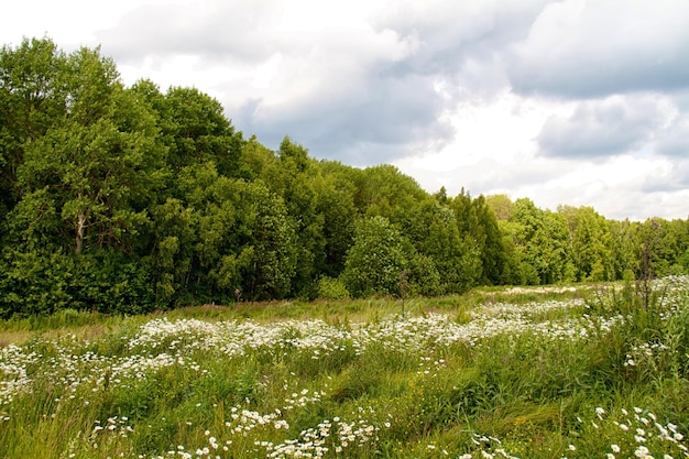 Grüner Park-Wald-Hintergrund