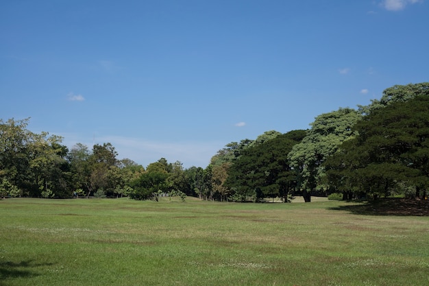 grüner Park