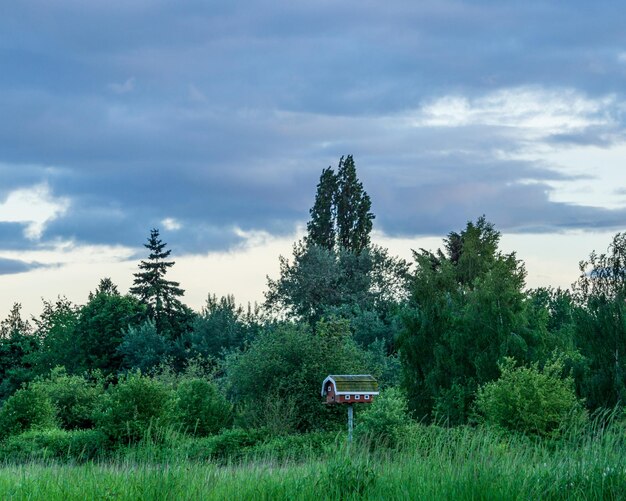 Grüner Parkbereich mit Bäumen Sommerzeit