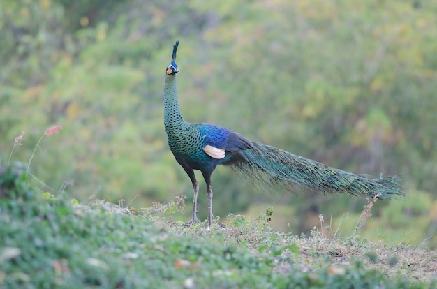 Grüner Peafowl, Pfau in der Natur