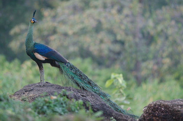 Grüner Peafowl, Pfau in der Natur