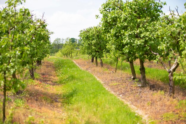 Grüner Pfad im Sommerapfelgarten