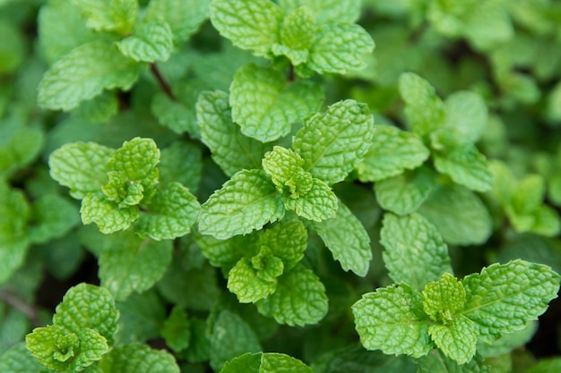 Grüner Pfefferminz verlässt Hintergrund. frische Pfefferminz, die im Garten wächst