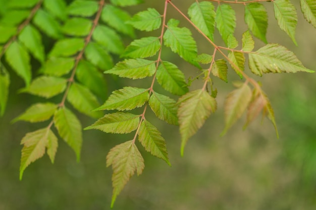 Grüner Pflanzenbaum