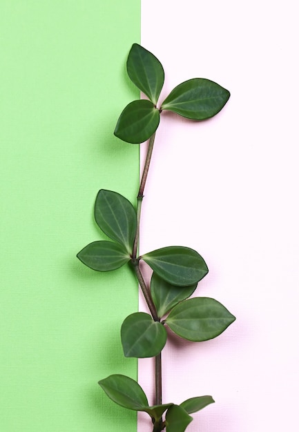 Foto grüner pflanzenzweig des natürlichen kreativen konzeptes mit blättern auf angesagtem rosa grünem hintergrund