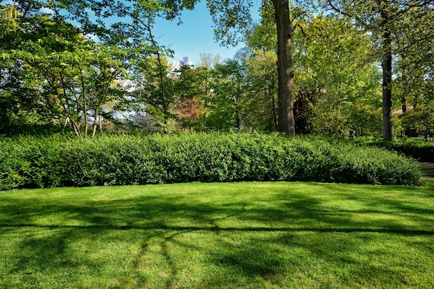 Grüner Rasen im Blumengarten Keukenhof Niederlande