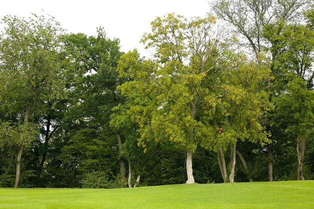 Grüner Rasen im schönen Park