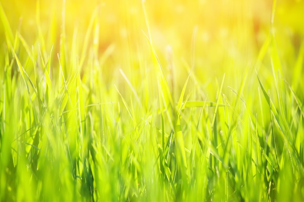 Grüner Rasen im Sonnenlicht