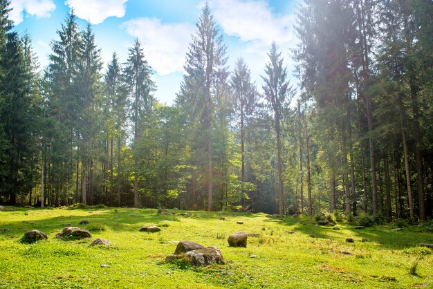 Grüner Rasen in einem Park mit Gras und großen Bäumen unter blauem Himmel mit Wolken