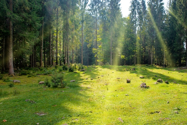 Grüner Rasen in einem Park mit Gras und großen Bäumen