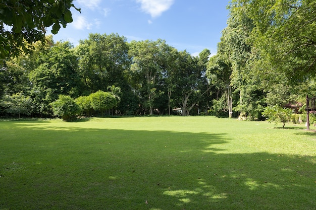 Grüner Rasen mit blauem Himmel