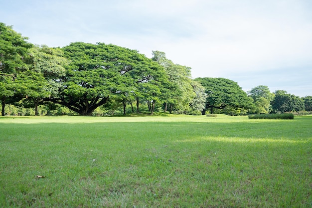 Grüner Rasen und großer Baum mit blauem Himmel im StadtparkÖffentlicher Park friedlich