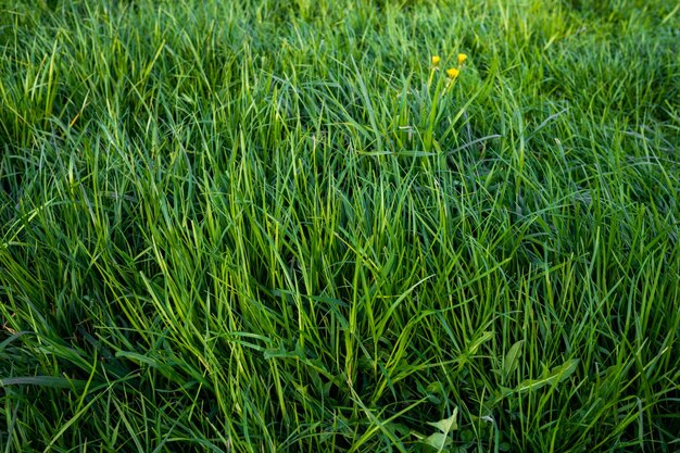 Grüner Rasenwiese landwirtschaftlicher Weidegebiet Hintergrund