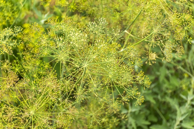 Grüner reifer Dill im Garten Samen von duftendem Dill Samen von frischem Fenchel