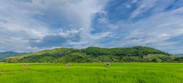 Grüner Reis auf dem Feld