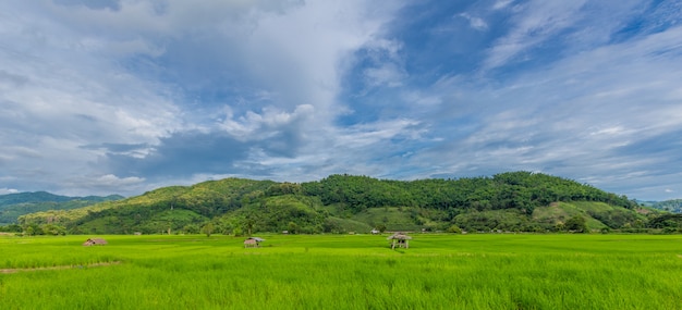 Foto grüner reis auf dem feld