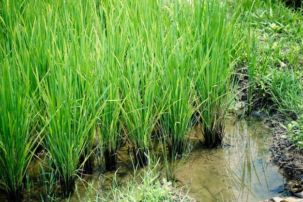 Grüner Reis des asiatischen Landwirtschaftsindustriehintergrundes des thailändischen Jasmine Rice-Betriebs.