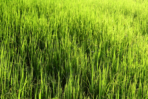 grüner Reis Hintergrund