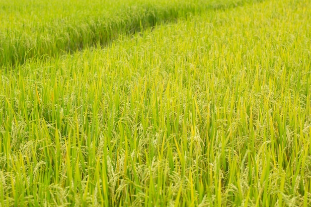 Grüner Reis im Feldreishintergrund