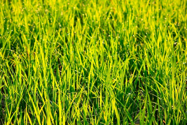 Grüner Reis in der Natur