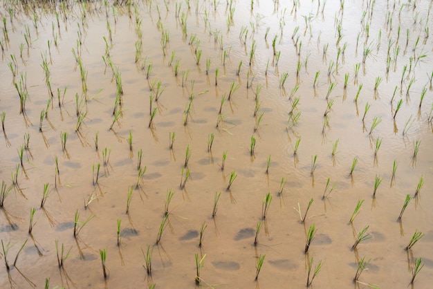 Grüner Reis ist in einem schönen natürlichen Wasser