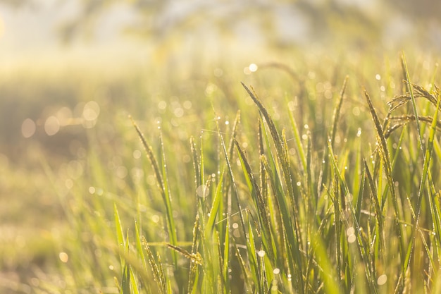 Grüner Reis und Sonnenlicht morgens