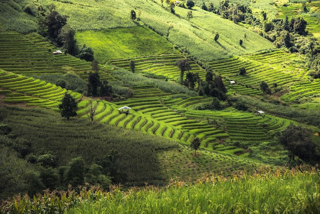 Grüner Reis während und Häuschenunterkunft die Regenzeit bei Thailand