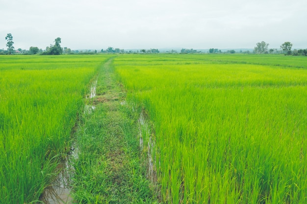 Grüner Reisbauernhof des Reisfeldes Thailand und asiatischer Landwirt in der Regenzeit.