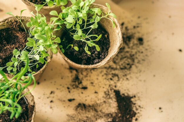 Grüner Sämling, der aus Boden heraus wächst