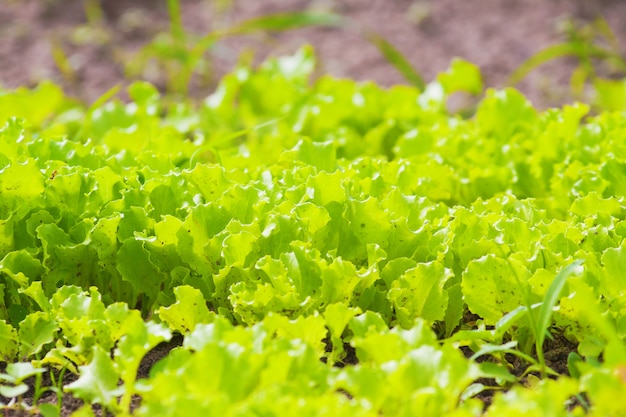 Grüner saftiger frischer Salat, der auf Gartenbeeten wächst