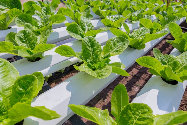 Grüner Salat Anbau auf Hydrokultur