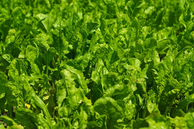 Grüner Salat, der am landwirtschaftlichen Naturhintergrund des Feldes wächst